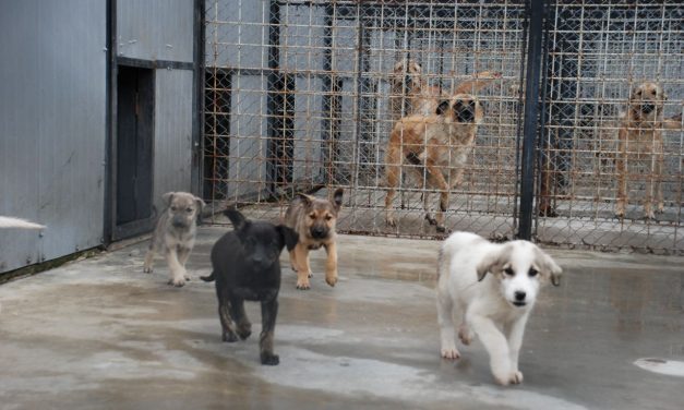 Primăria Constanța angajează hingheri și îngrijitori de câini. Salariu atractiv, nu se cere diplomă de Bac