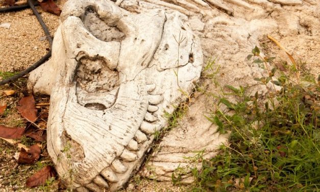 Descoperire unică în Europa: Pe teritoriul României au trăit, odată cu dinozaurii, mamifere