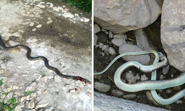 Invazie de şerpi în comuna Cumpăna! Locuitorii sunt speriaţi şi spun că Primăria nu face nimic