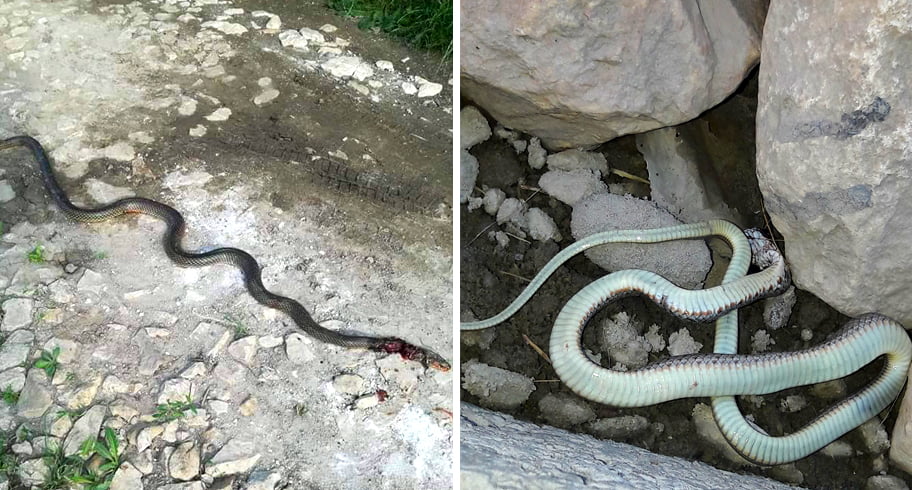 Invazie de şerpi în comuna Cumpăna! Locuitorii sunt speriaţi şi spun că Primăria nu face nimic