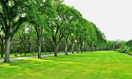 300 de hectare de noi parcuri și spații verzi în Constanța? PNL a depus proiectul și îl somează pe Făgădău să îi dea curs
