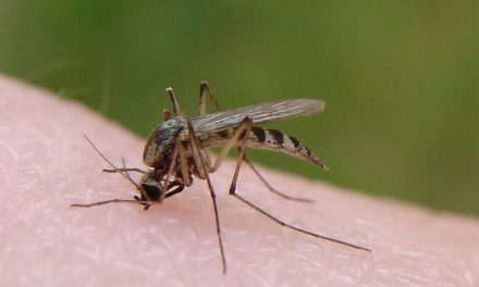 Țânțarii fac prăpăd la Constanța: Cinci cazuri de West Nile și un deces