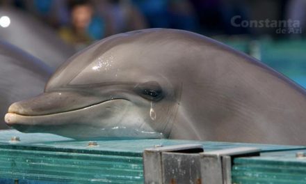 Delfinii de la Delfinariu au fost mutați într-un bazin special, umplut cu propriile lacrimi