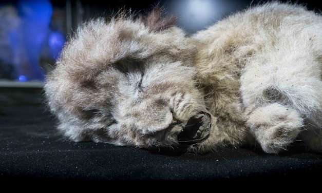 GALERIE FOTO / Descoperire uluitoare în Siberia: doi pui de lei care au trăit acum 44.000 ani, conservați perfect