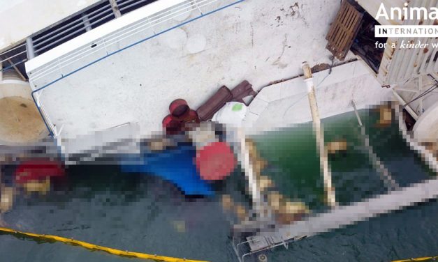 VIDEO. Imagini cutremurătoare după accidentul în care o navă s-a scufundat cu 14.600 de oi la bord