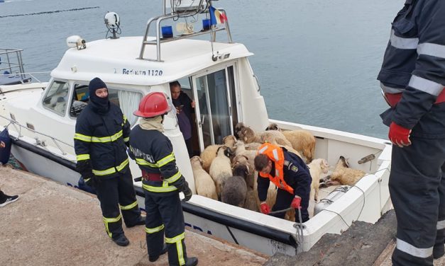 Intervenție pentru salvarea oilor de pe nava scufundată în Portul Midia. 32 de animale au fost recuperate
