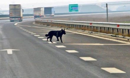 Daune de peste 9.000 de lei pentru un motociclist rănit din cauza unui câine intrat pe autostradă