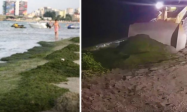 VIDEO. Sute de tone de alge aduse la mal pe litoral. ABADL intervine cu utilaje
