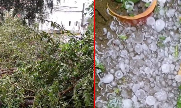 VIDEO. Furtună cu grindină la Constanța. Copaci căzuți și drumuri blocate din cauza vijeliei