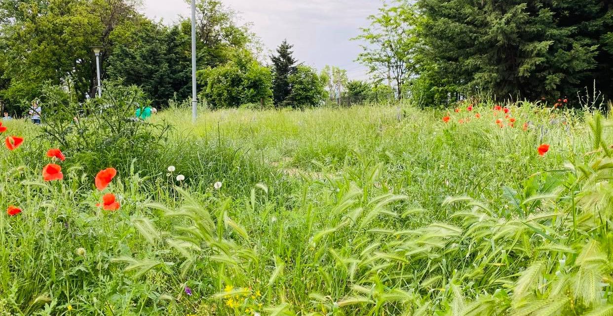 FOTO și VIDEO. Parcul din Constanța unde iarba plină de căpușe e mai înaltă decât copiii