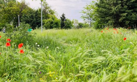 FOTO și VIDEO. Parcul din Constanța unde iarba plină de căpușe e mai înaltă decât copiii