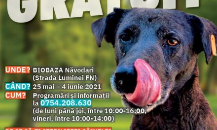 Primăria Năvodari organizează campanie de sterlizare gratuită a câinilor și pisicilo
