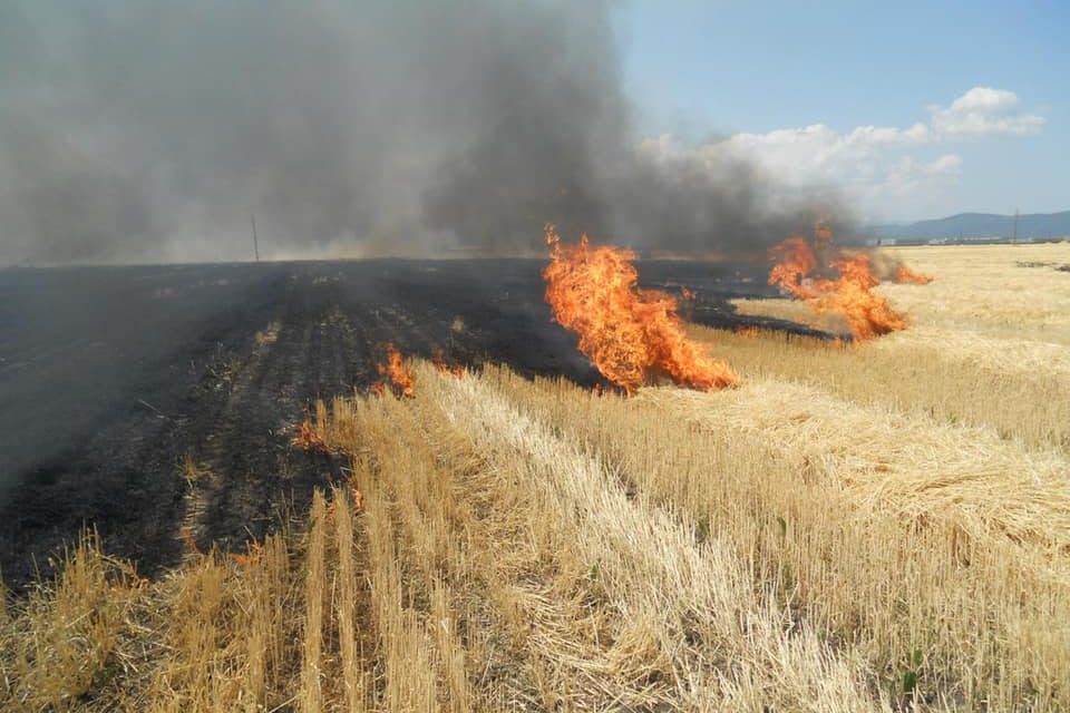 Anunț al Primăriei Nicolae Bălcescu: „Arderea sau incendierea miriștilor este strict interzisă”
